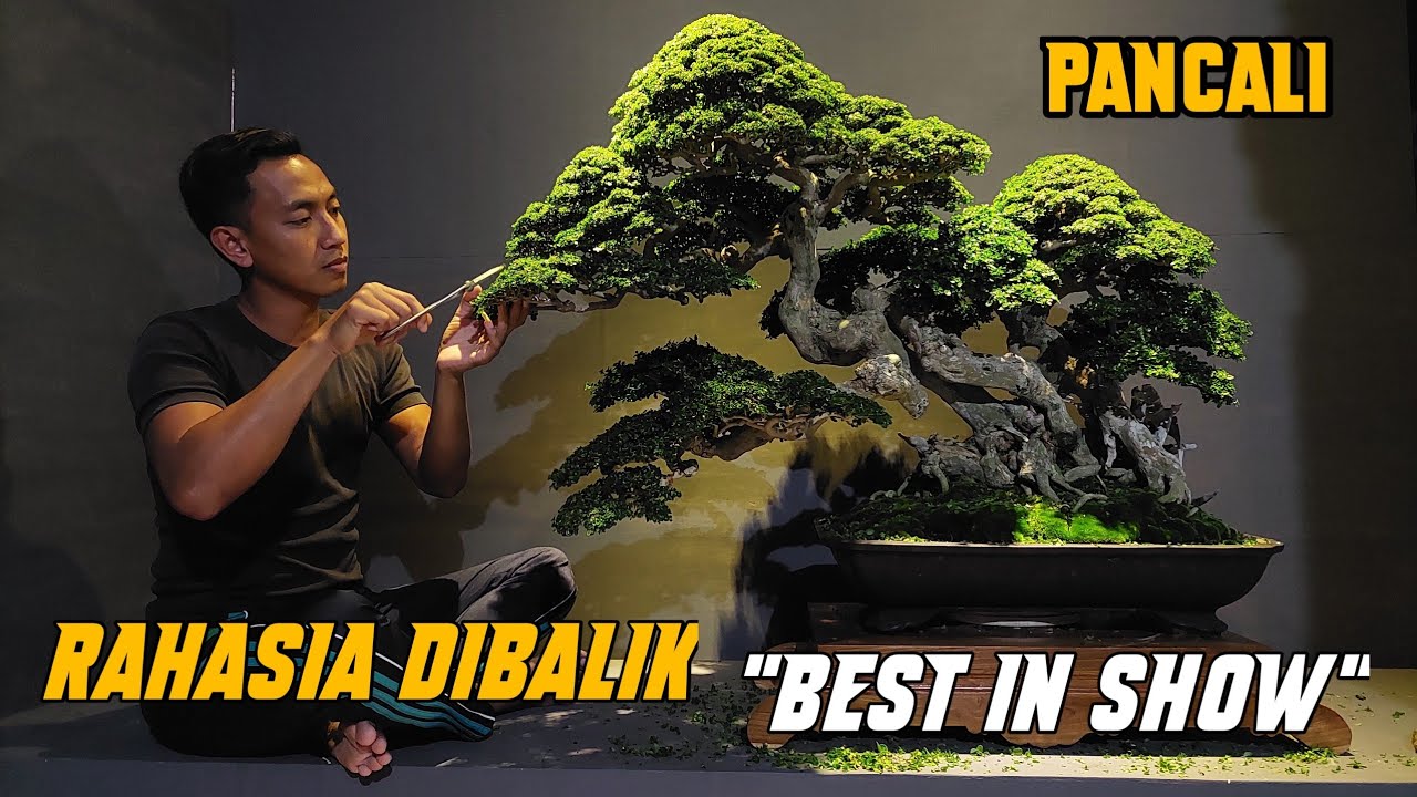 Kupas Tuntas!!! Perawatan Rumit Pancali Sang Juara 