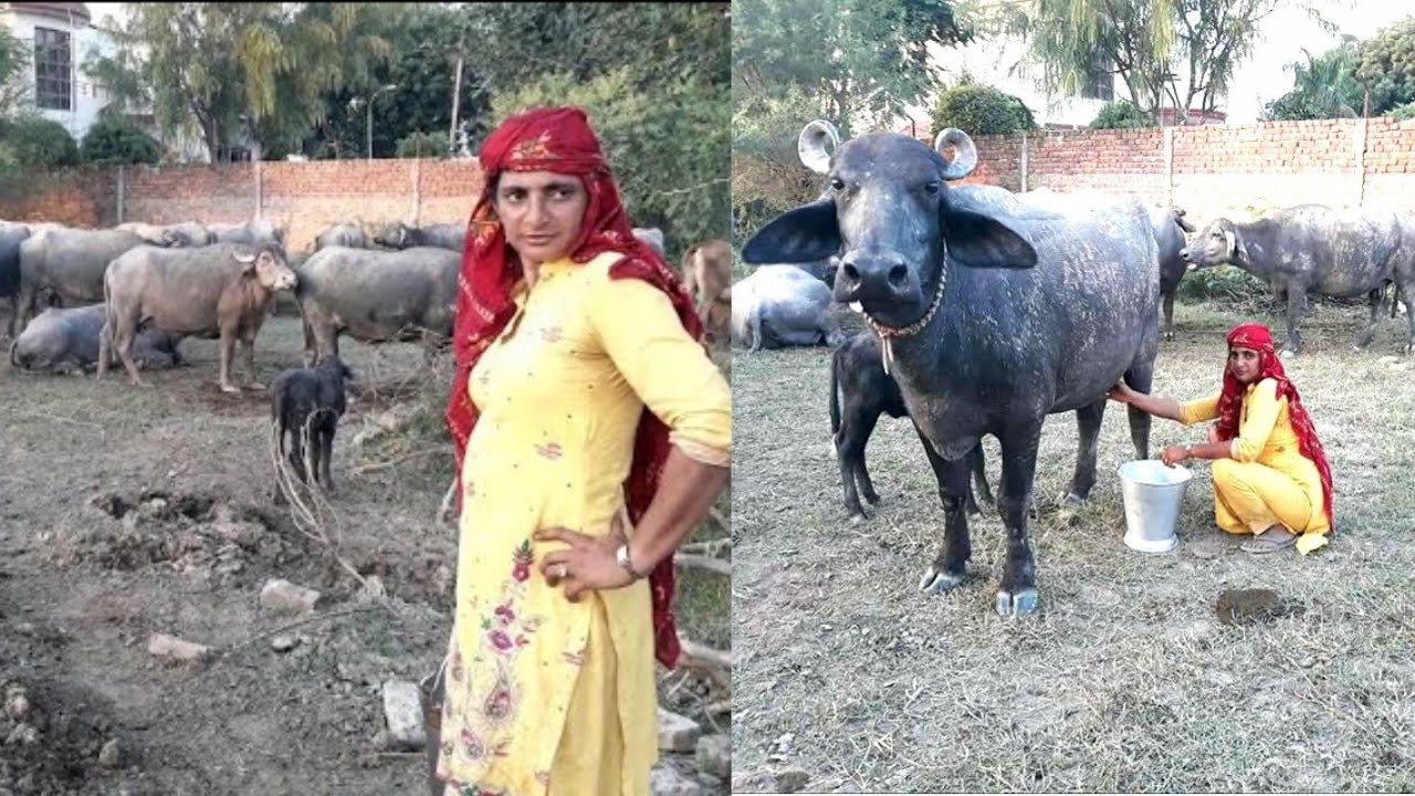 INDIAN GUJJAR VILLAGE WOMEN || INDIAN RURAL LIFE || VILLAGE LIFE OF PUNJAB (INDIA)|| GAON KI ZINDAGI