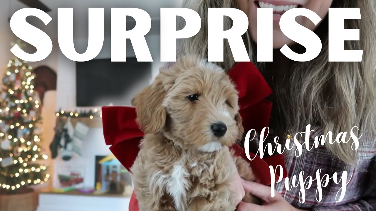 They Had NO Idea We Were Bringing Home a Puppy!