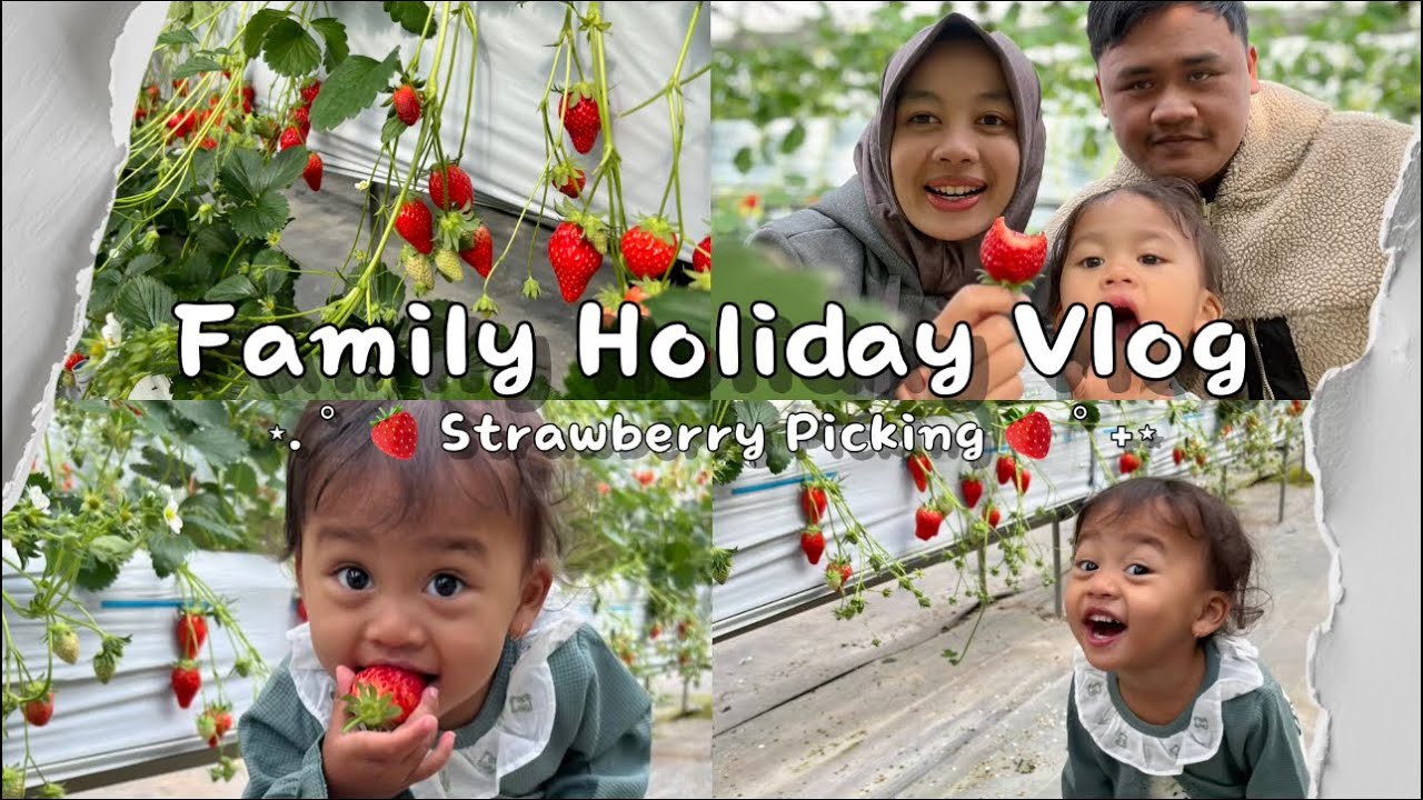 -Ichigo Gari- Makan Strawberry Sepuasnya 
