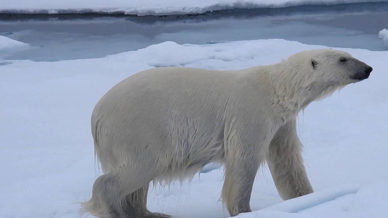 IJsberen op Spitsbergen