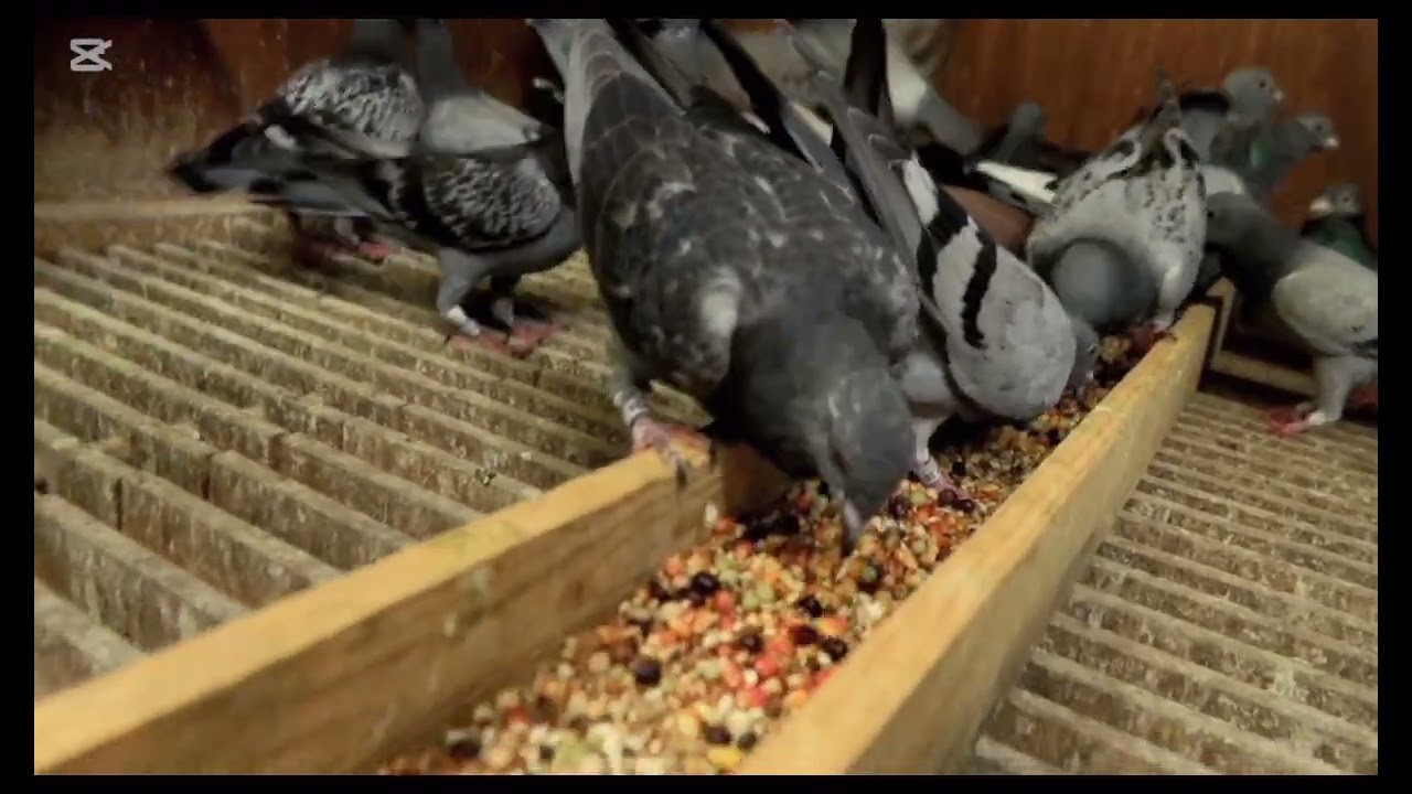 Palomas mensajeras de lujo 🏆