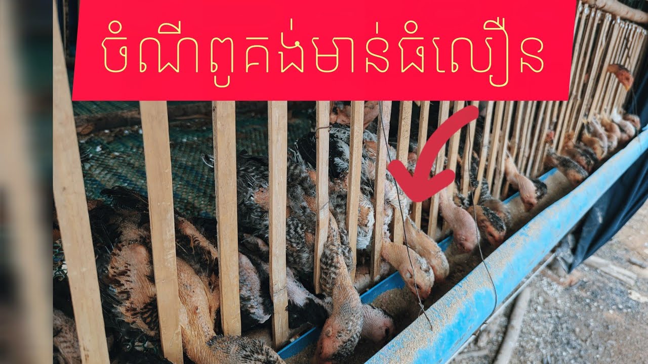 ពូគង់ចែករំលែកវិធីលាយចំណីមាន់សុីធំលឿនបីខែមាន់ជិតពីគីឡូ