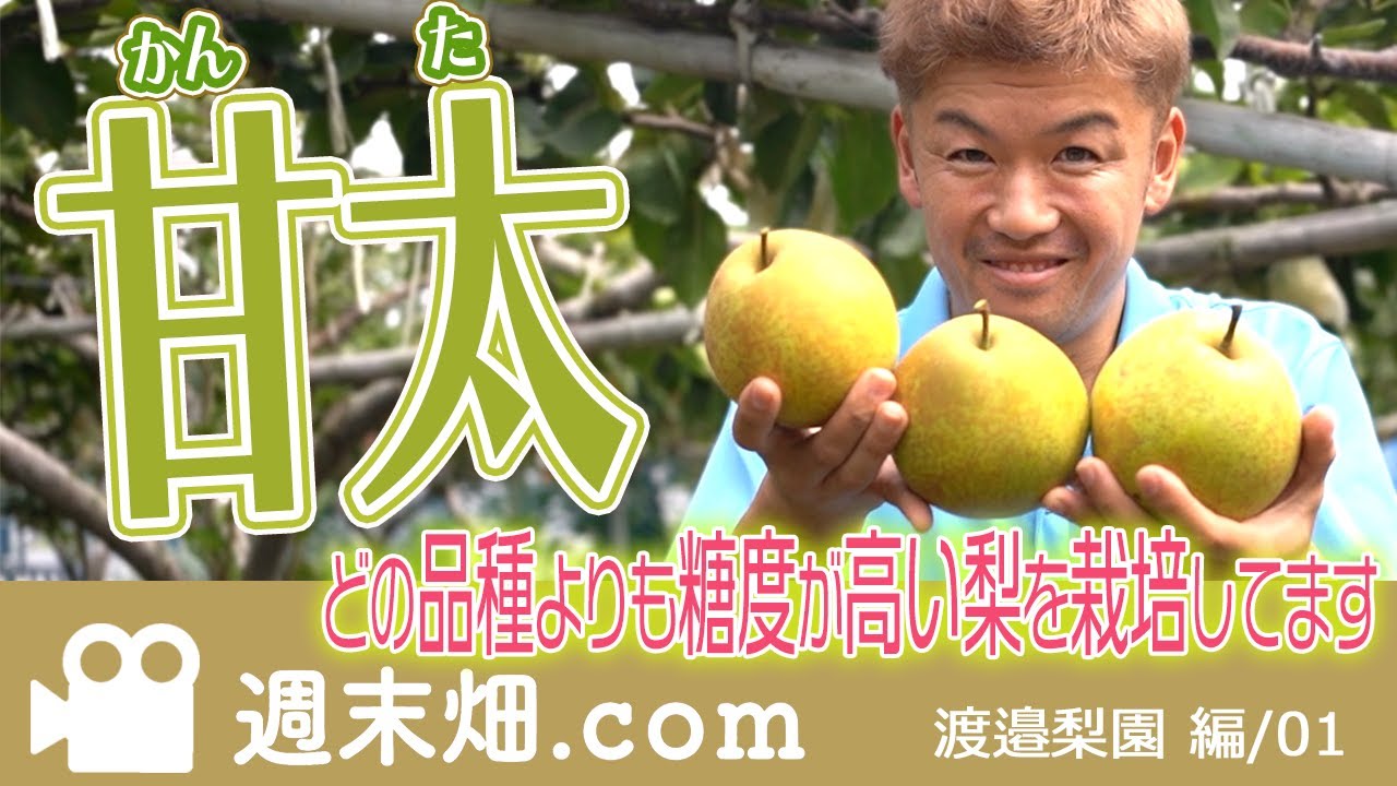 甘く美味しい梨の作り方と品種選び｜渡邉梨園｜糖度の高い 埼玉の梨 甘太