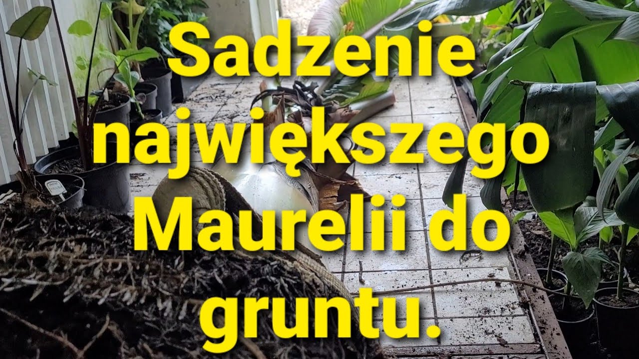 490#. Sadzenie największego Maurelli do gruntu.