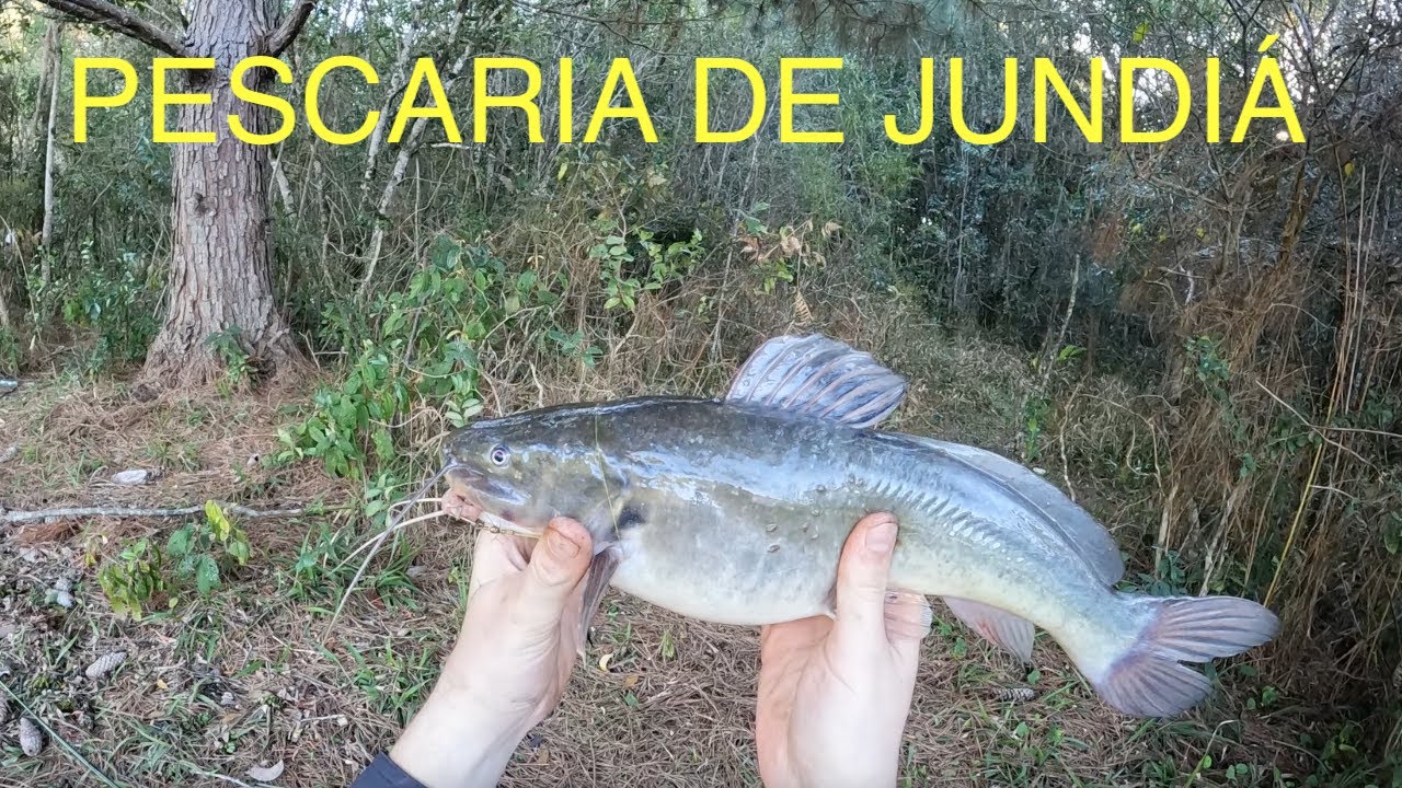PESCARIA DE JUNDI&Aacute; NO BARRANCO- em pleno frio de 11 graus!!