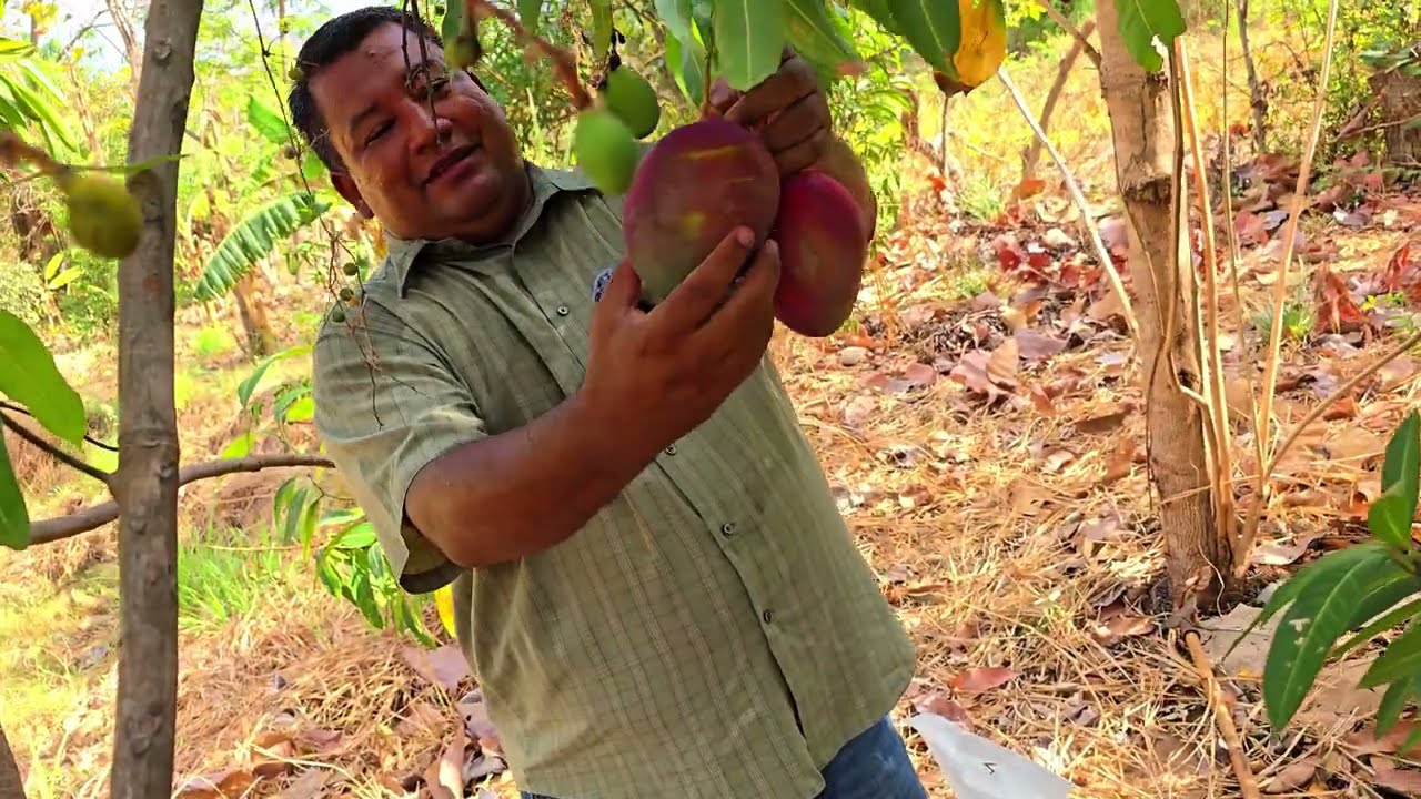 ESTRENANDO las tuberías de riego: REGANDO los LIMONES y RECOLECTANDO MANGOS | El Salvador 🇸🇻