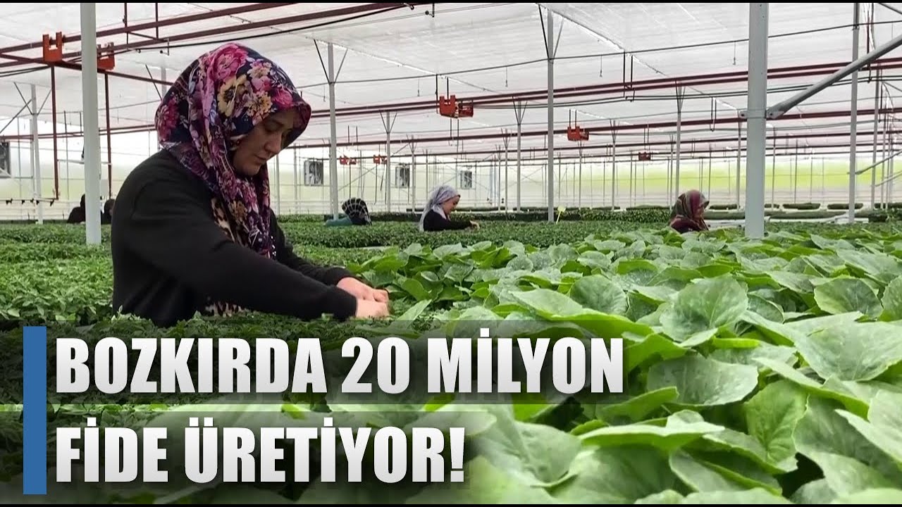 Bozkırda 20 Milyon Fide Üretimi Büyük Talep Var! / AGRO TV HABER