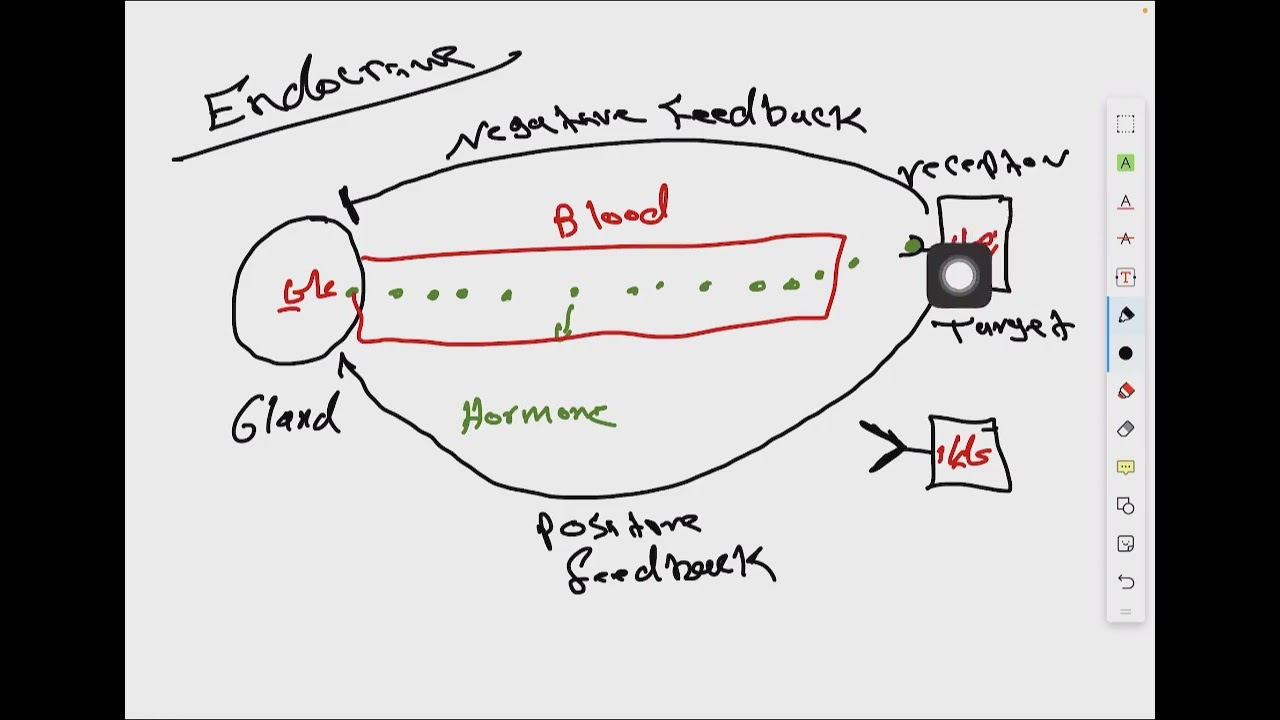 Endocrine System P1 الدكتور تقي المياحي (طب كربلاء)