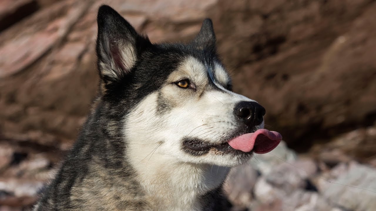 Husky/Malamute Off-Lead hike, Catch Fails and Somersaults
