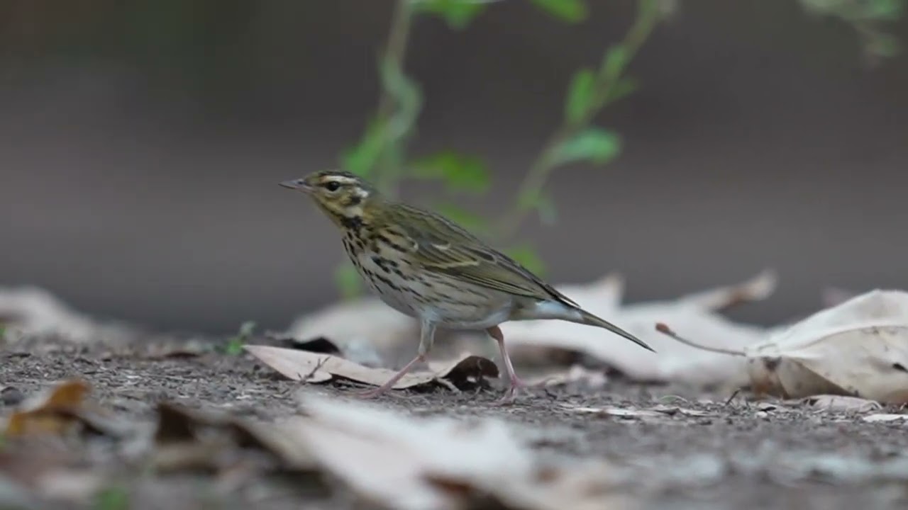 Olive-backed Pipit Rear Sighting in S.California Oct 2025