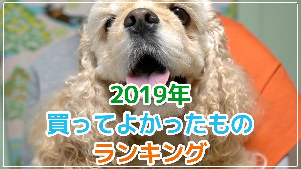 2019年愛犬のために買って良かった物ランキングトップ5
