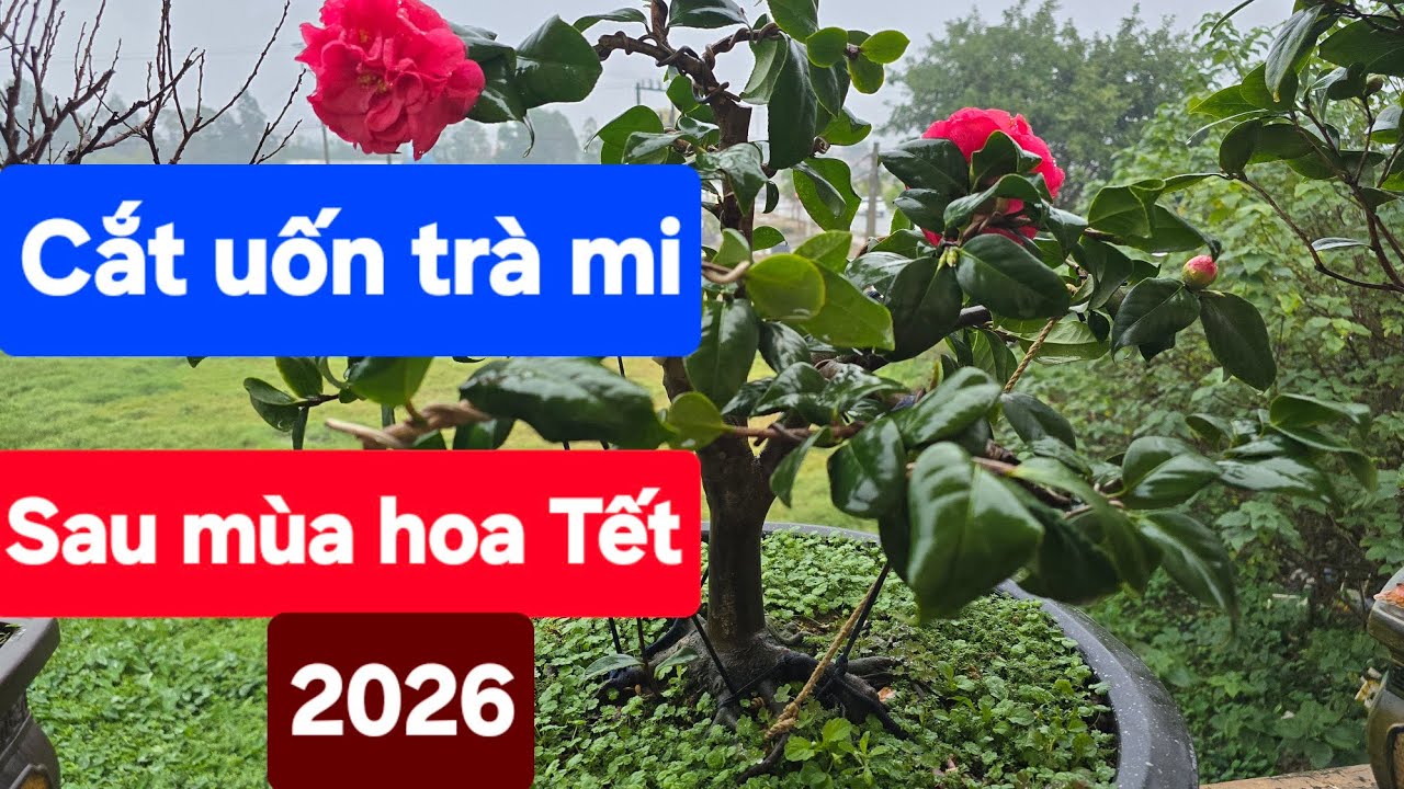 Cắt uốn làm đẹp trà mi sau mùa hoa Tết 2026