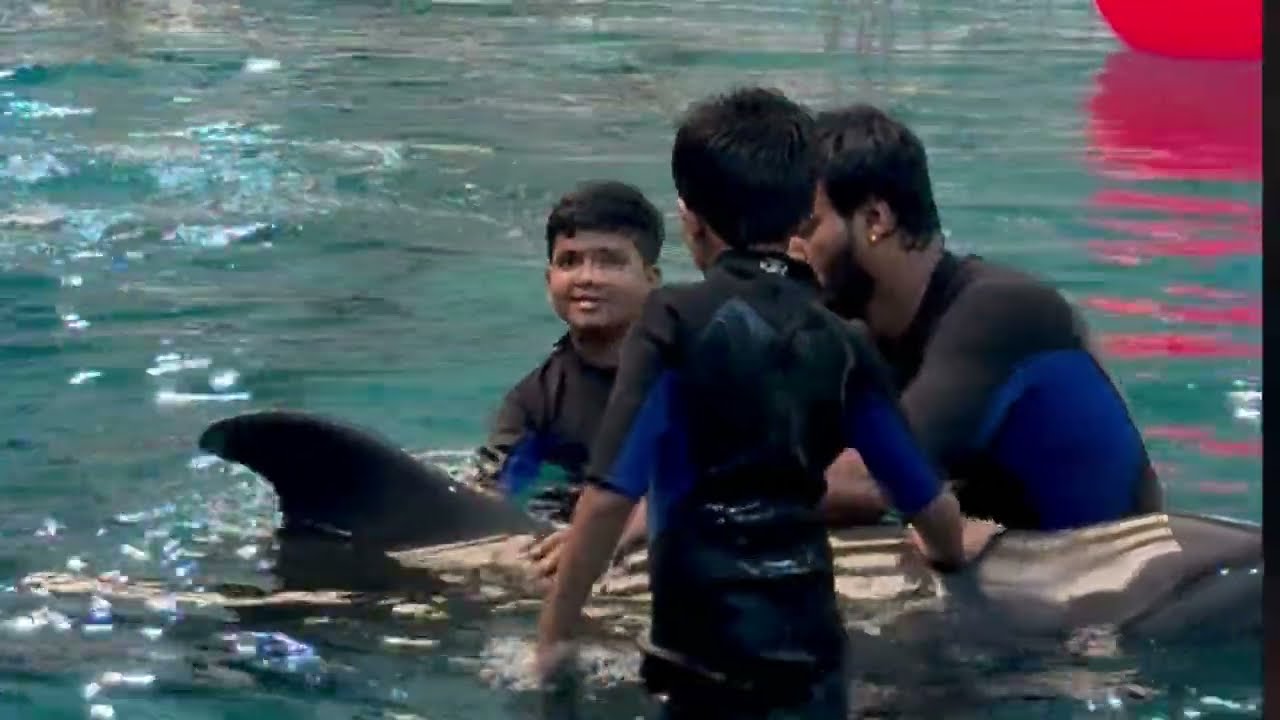 Dubai Swimming with Dolphins