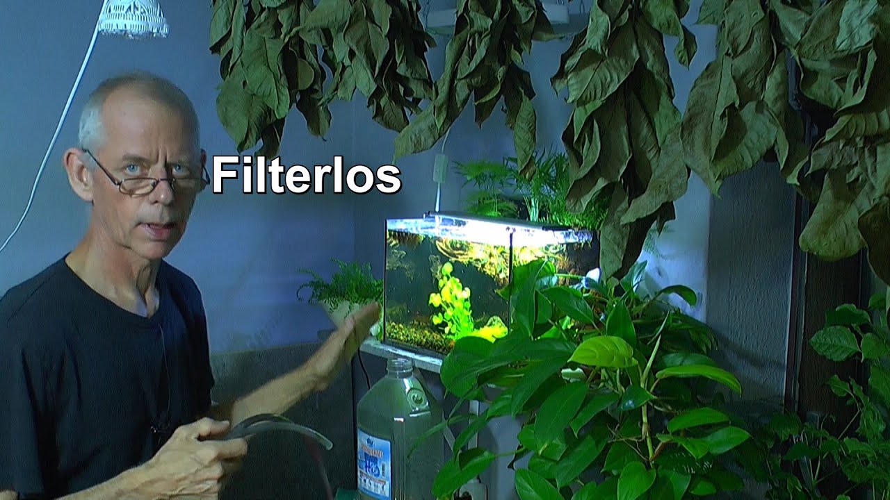 Das filterlose Aquarium. Was ist jetzt zu tun ist und wie entwickelt sich das Projekt mit Garnelen