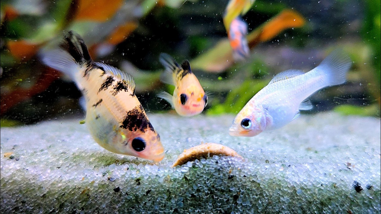 🐟Dinner is Served!  Watch My Fish Eat a Wafer 🐠