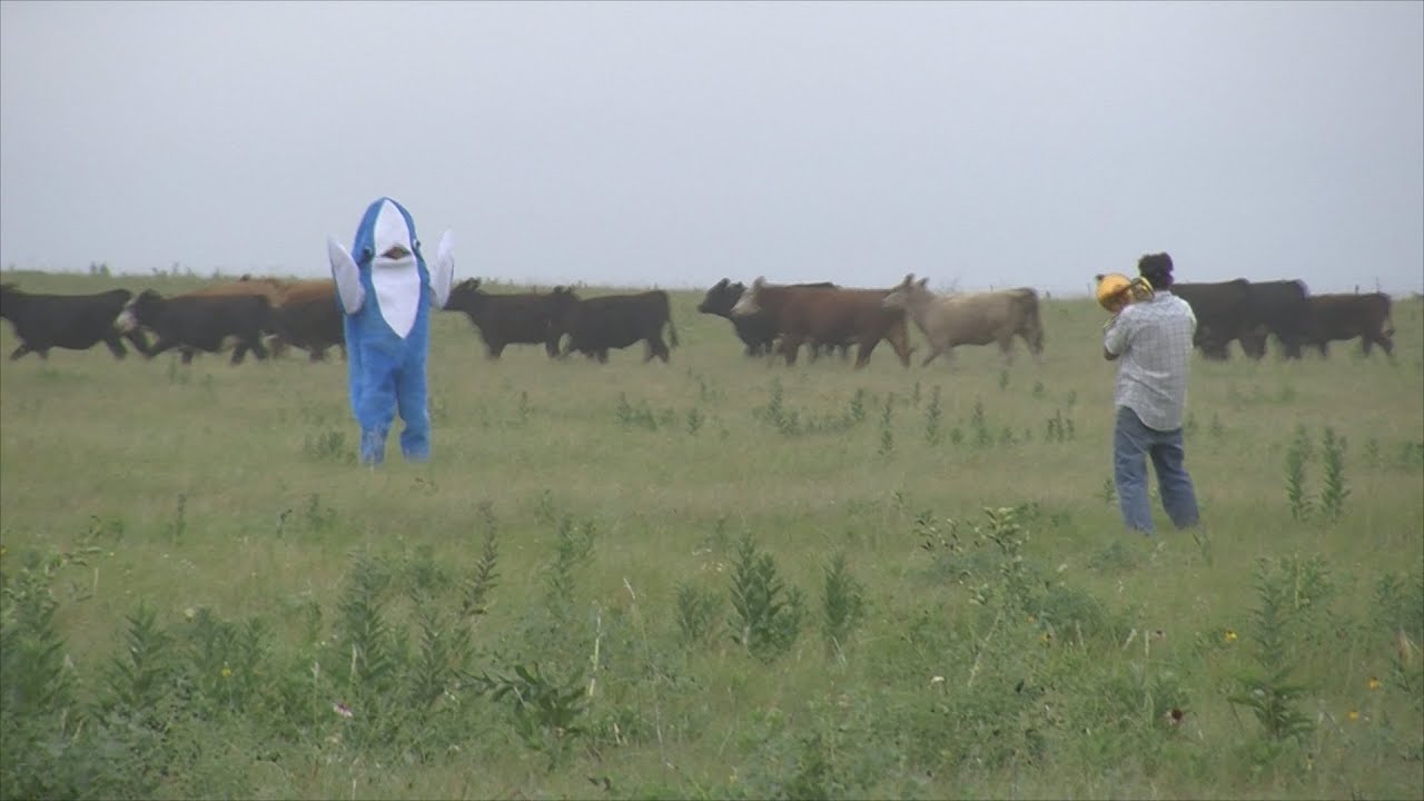 Cow Shark Attack - Trombone Edition.  #SharkWeek