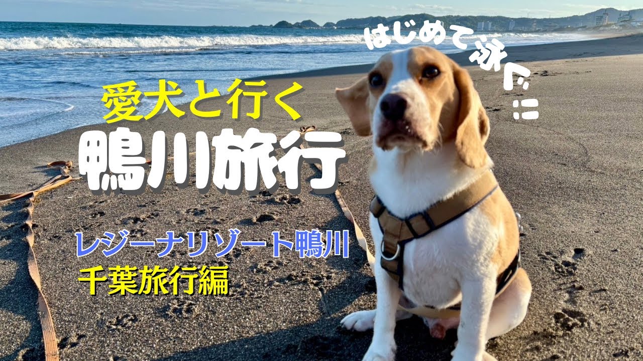 【犬連れ旅行】鴨川で愛犬と過ごす最高の休日🩵浜焼き・レジーナリゾート鴨川・初めてのプール体験！