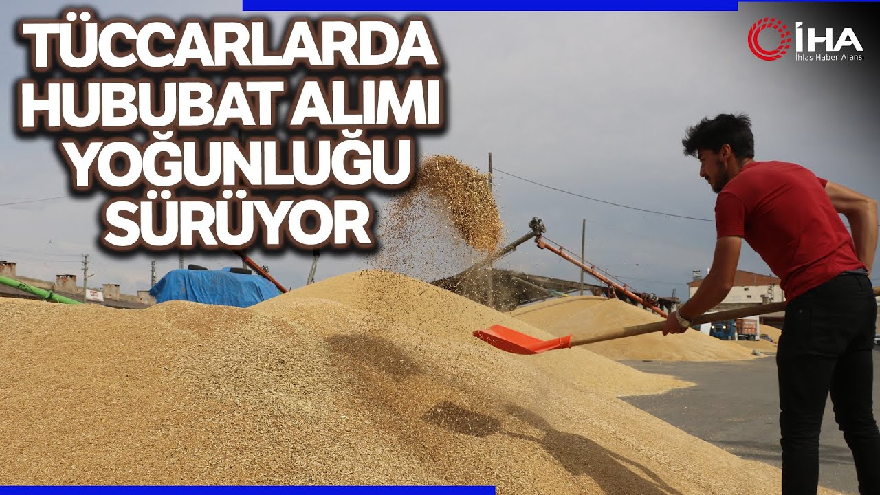 Sivas’ta Tüccarlarda Hububat Alımı Yoğunluğu