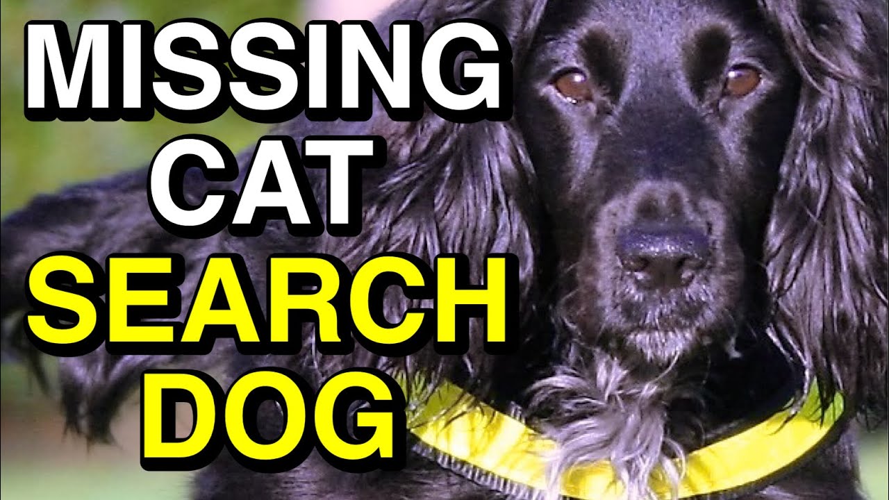 Cat Detection Search Dog Finds a Missing Cat