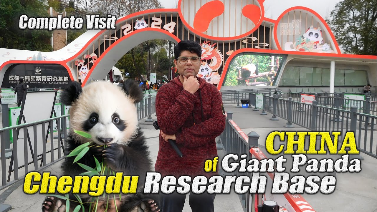 Chengdu Research Base of Giant Panda Vlog | Panda in China | Explore China Vlogs | Fareed Unfiltered