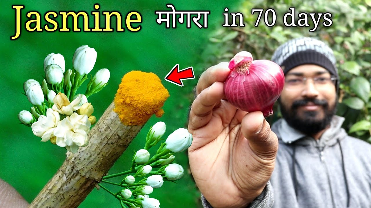 How to grow Mogra Jasmine at home in pot | मोगरा के पौधे कैसे उगाए | Jasmine Complete Guide