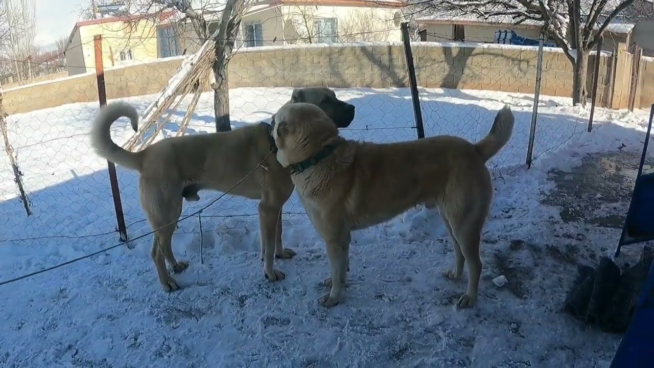 KÖY BİRBİRİNE GİRDİ ~KÖPEKLER ÖNÜMÜZÜ KESTİLER ~KEŞE DALDILAR