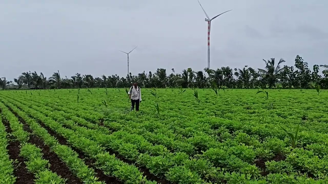 Jeevamrut spraying in groundnut crop
