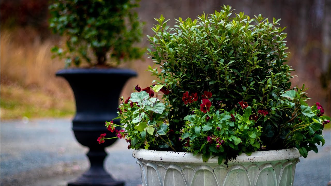 Holly Planting for Winter