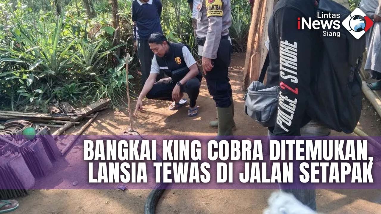 FULL Kakek Duel dengan King Cobra hingga Tak Bernyawa - Damkar Evakuasi Sapi Hamil | LIS 10/10