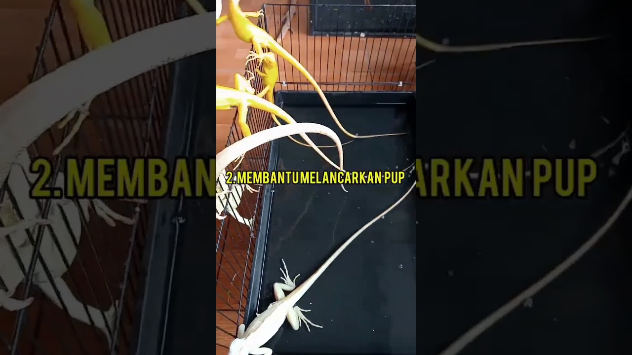 MANFAAT RENDAM JEMUR IGUANA 