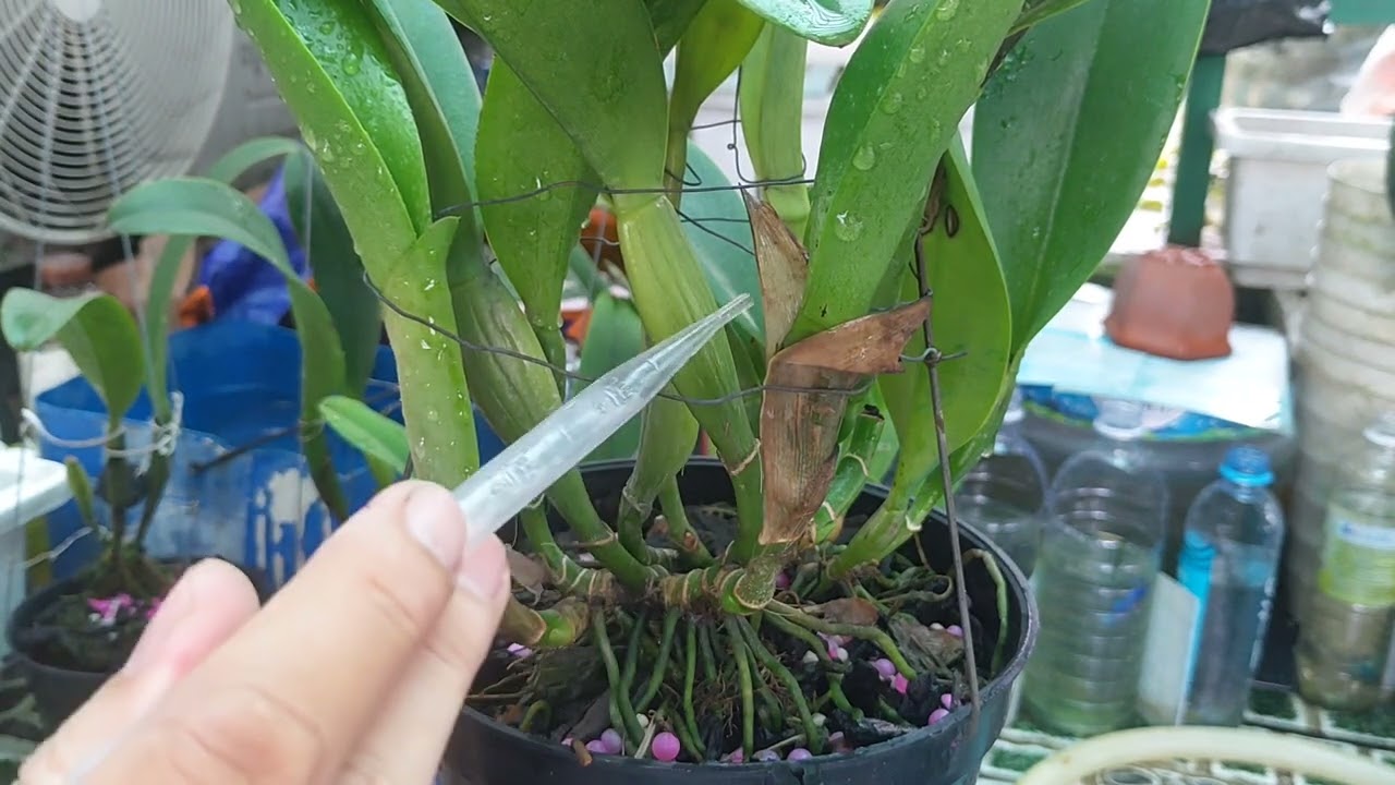 Kích hoa Catleya bằng Ki Duy xanh