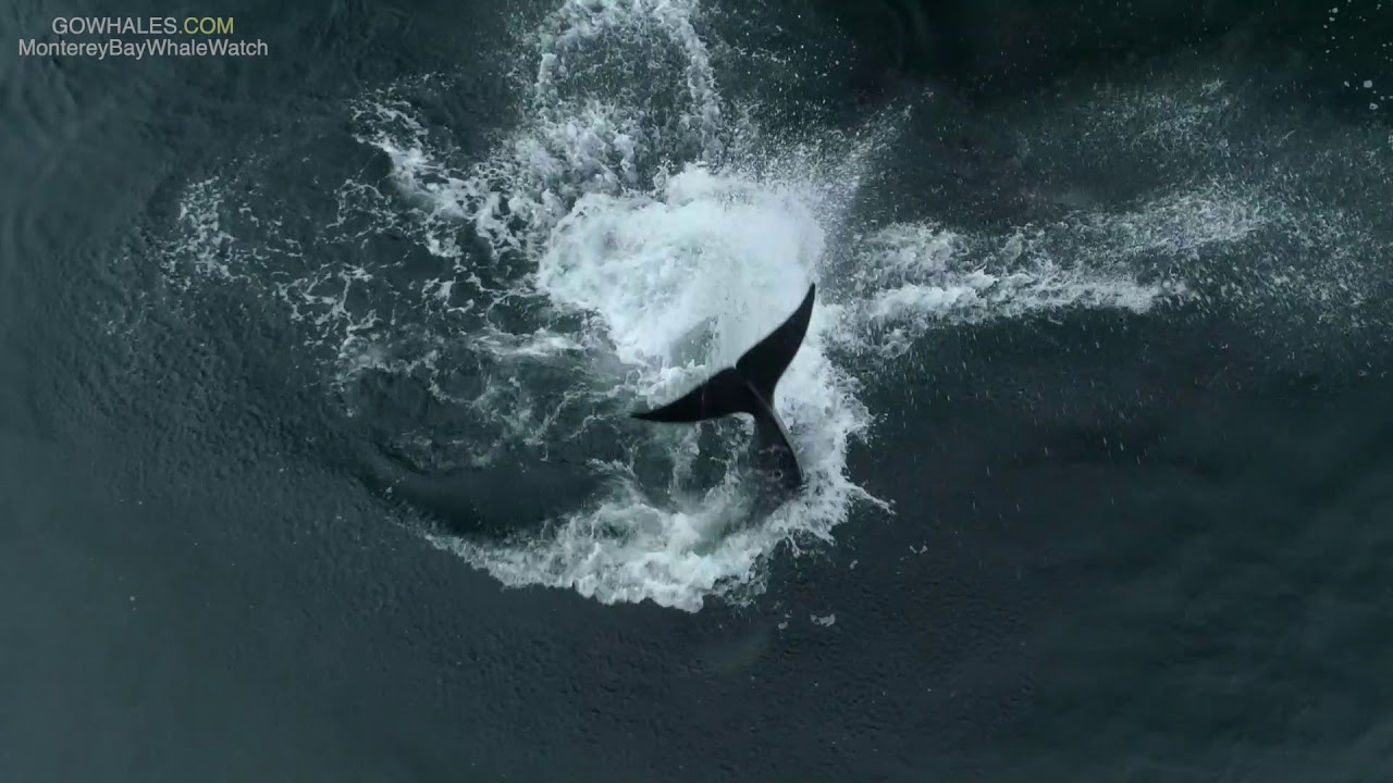 Killer Whales Kick Salmon + Chase Birds