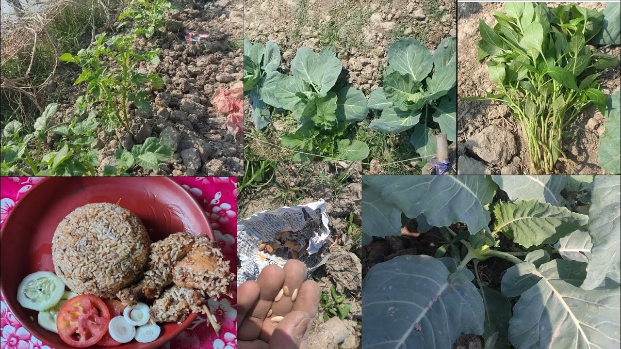 আজকে ঘেরে গিয়ে যা যা করলাম এবং বাড়িতে এসে কি রান্না করলাম সব কিছু এই ব্লগে শেয়ার করলাম 