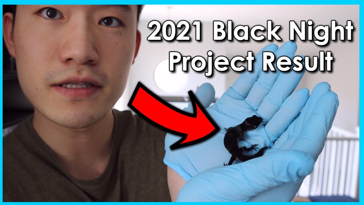 2021 GECKOPIA BLACK NIGHT LEOPARD GECKO PROJECT