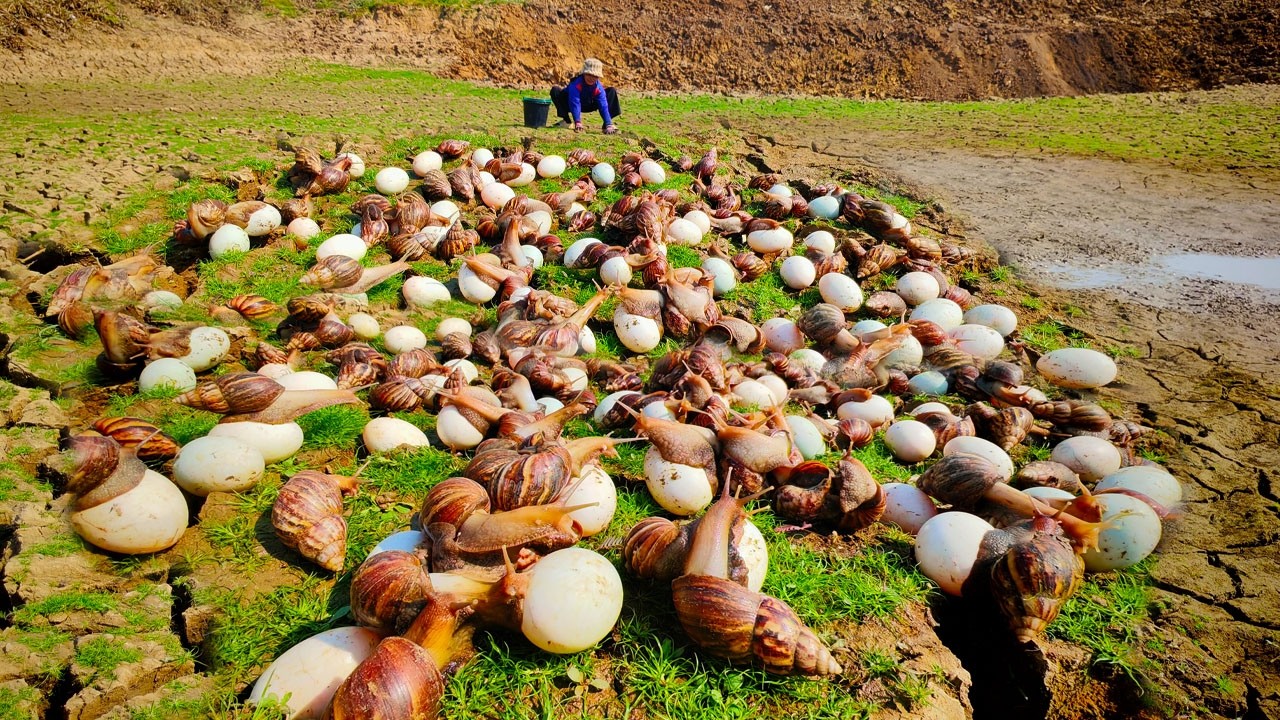 Harvesting Giant African land and duck eggs in the field