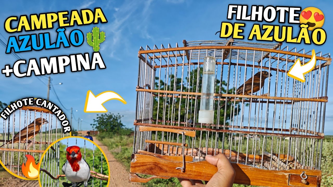 😱 ESSE FILHOTE DE AZULÃO PROMETE! SÓ DAVA TEMPO SOLTAR A GAIOLA!!! (Campeada de azulão e campina) 