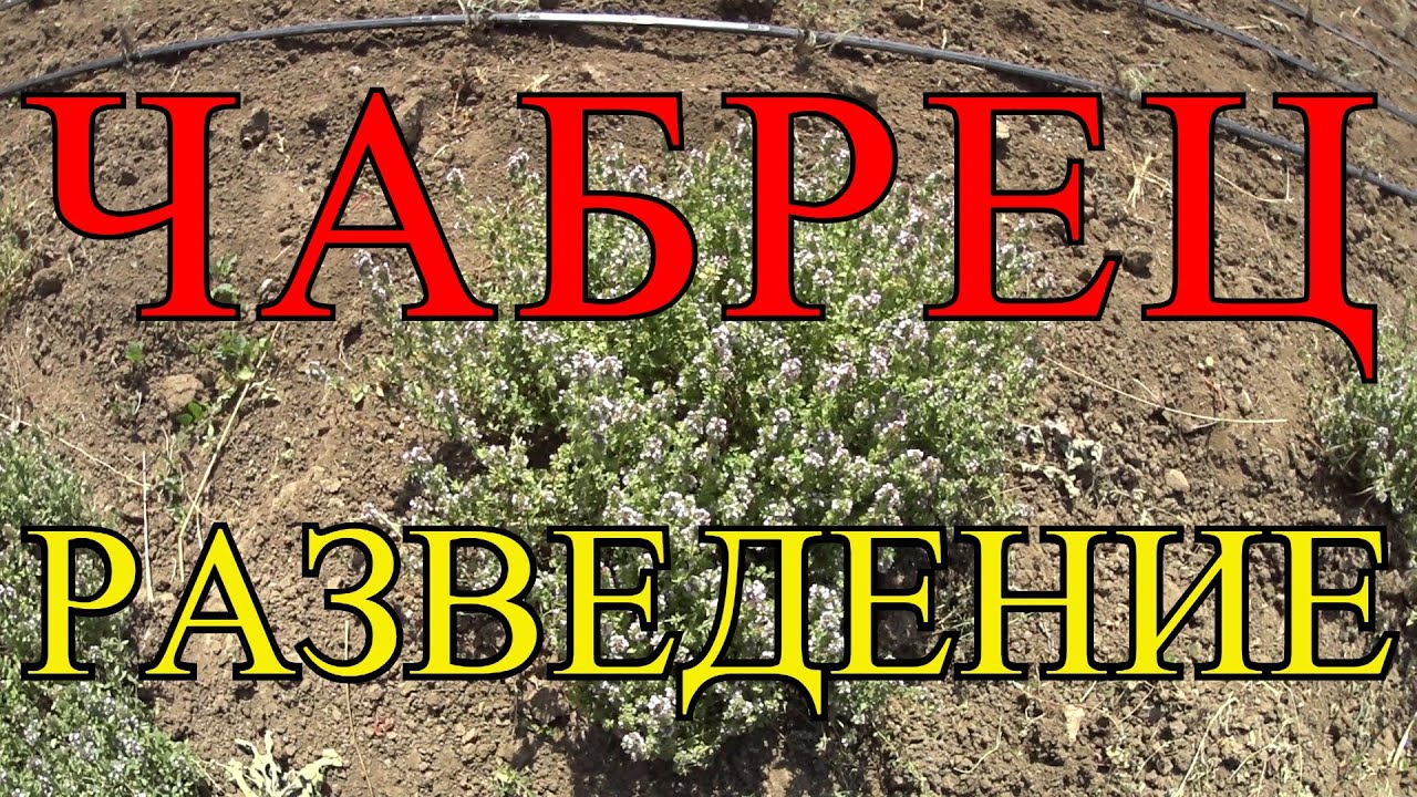 ЧАБРЕЦ, ЧЕБРЕЦ, ТИМЬЯН, БОГОРОДСКАЯ ТРАВА - РАЗМНОЖЕНИЕ.