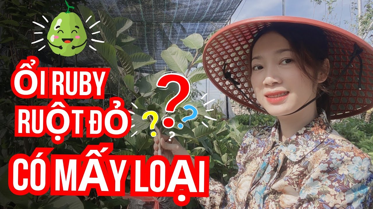 ✅  ỔI RUBY CÓ MẤY LOẠI - ỔI RUBY CÓ NGON KHÔNG - XEM NGAY TRƯỚC KHI MUA