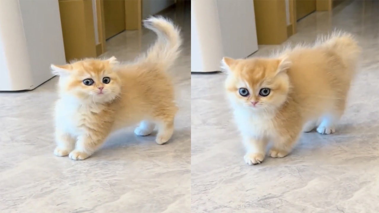Lihat ini Pasti Ngakak! Anak kucing Marah sampai Teriak Nangis karna di gangguin kaka/kompilasi Lucu