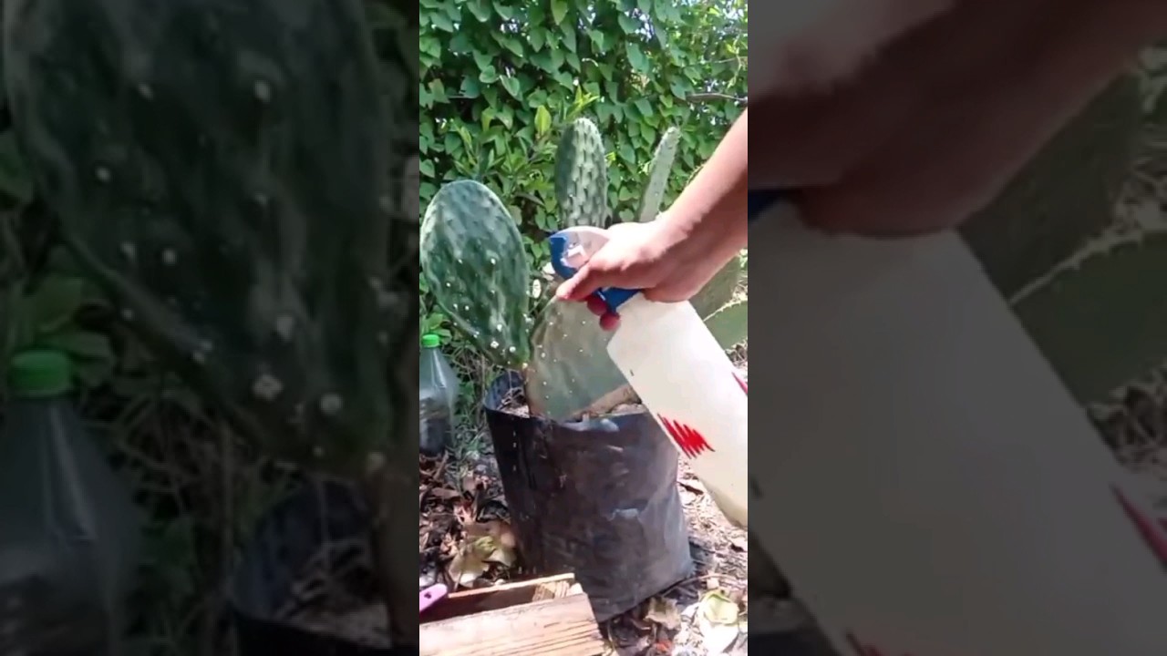 🌱Elimina COCHINILLA con remedio casero de alcohol, cochinilla  grana, carmin o de nopal🌱  #huerta