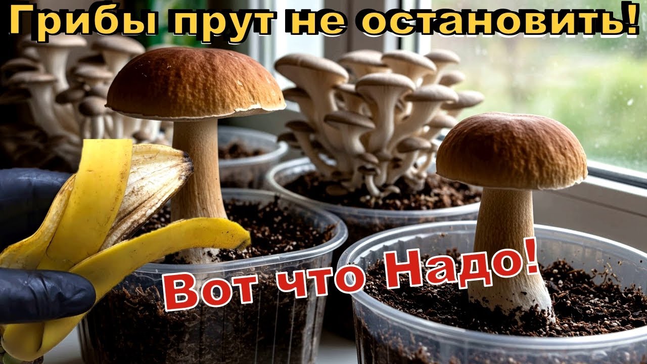 Я в Шоке! ГОРА Грибов за 1 день. Выращивание грибов дома
