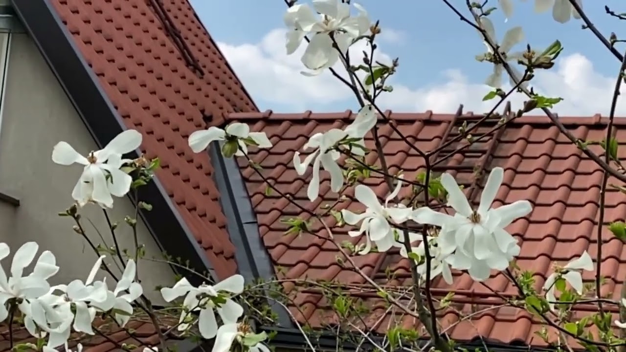 Giedrius Kuprevičius - Magnolia