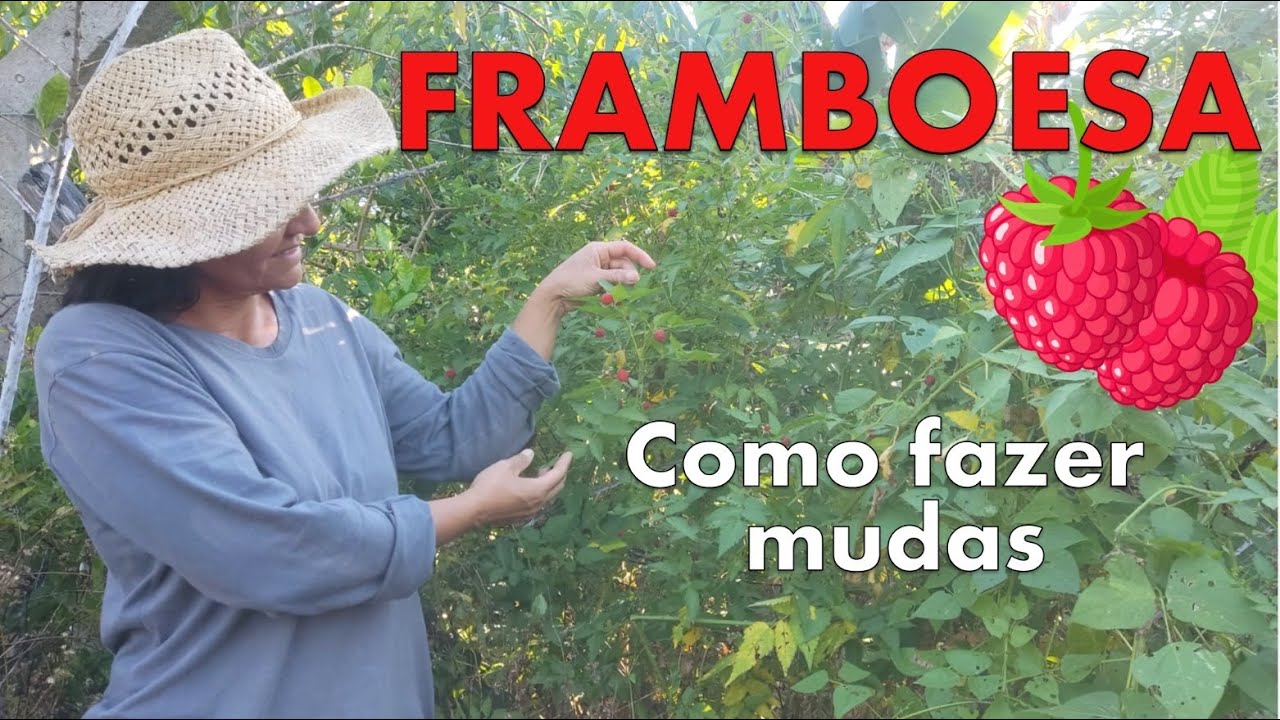 Como fazer mudas de framboesas.