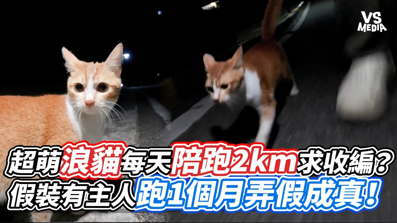 超萌浪貓每天陪跑2km求收編？假裝有主人跑1個月弄假成真！｜VS MEDIAｘ@Xishu