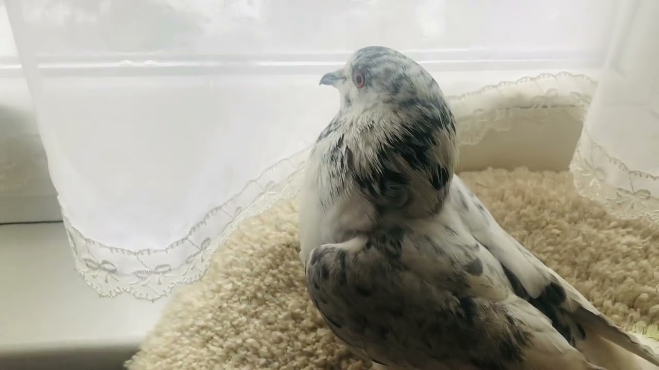 Павлоград🌺 Война Вышинского с🕊‼️Маразм  крепчает!Страшно жить!