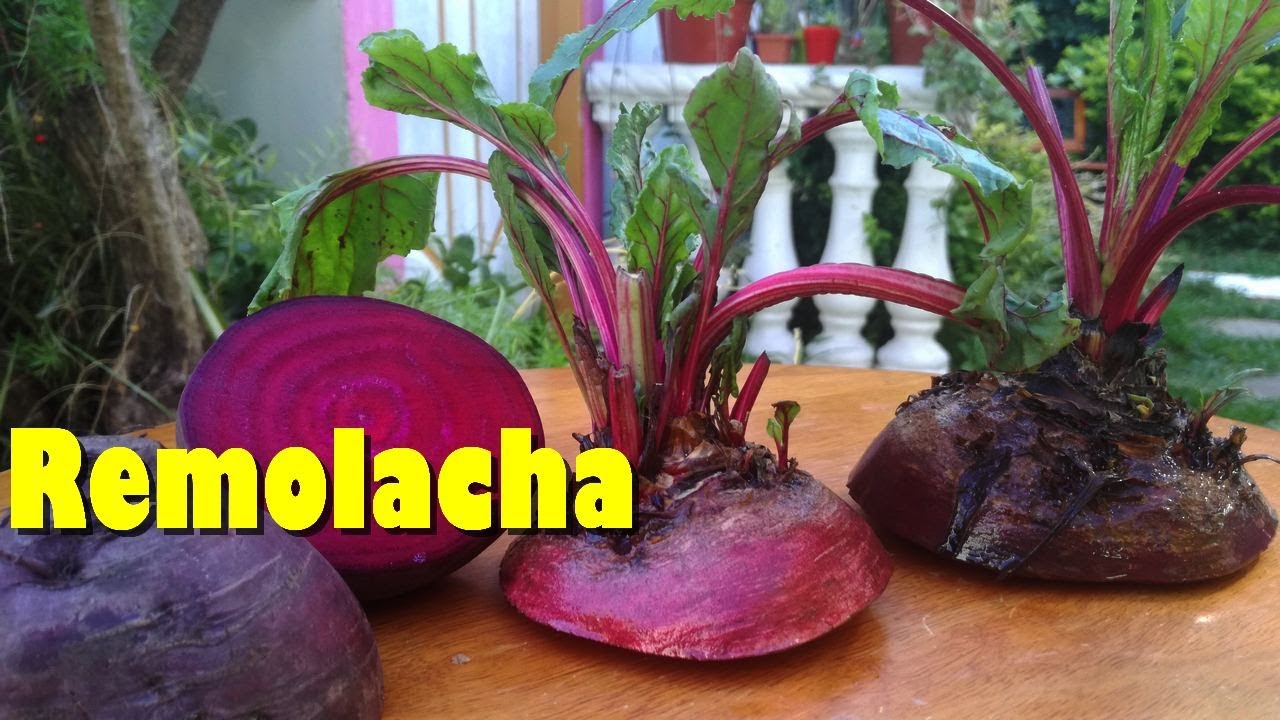 Siembra de REMOLACHA o BETABEL sin SEMILLAS/Resultado ASOMBROSO