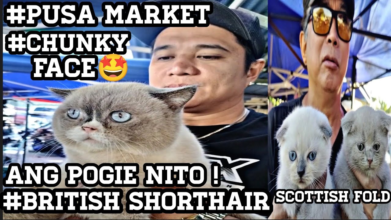 #Bocaue#Pusa Market#Chuncky Face British shorthair Ang Pogie #Scottisc fold Ang gagandang pusa 🤩😱👍