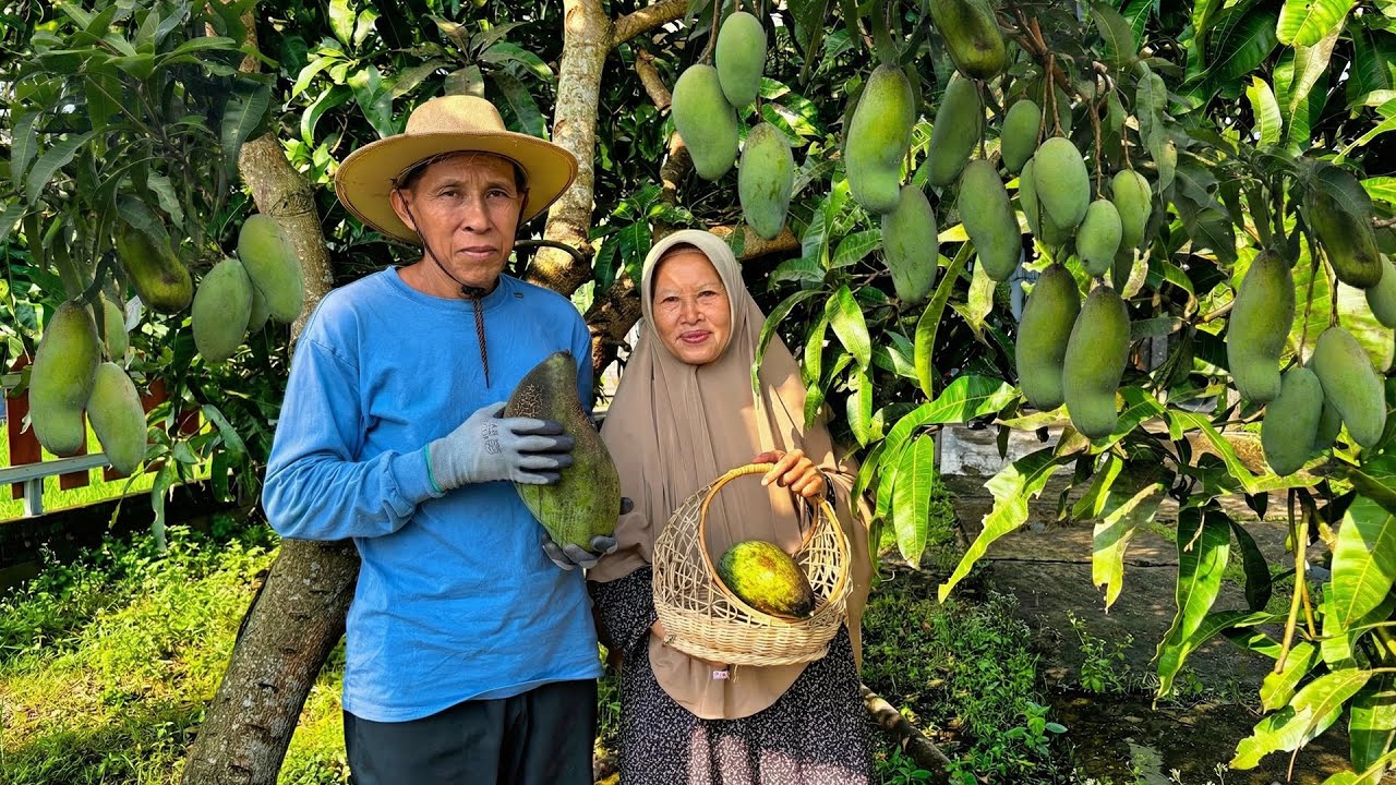 Memetik Mangga Super Jumbo | Bikin King Mango Thai, Cah Pakcoy, Nila Goreng, Lalapan, Sambal Tomat