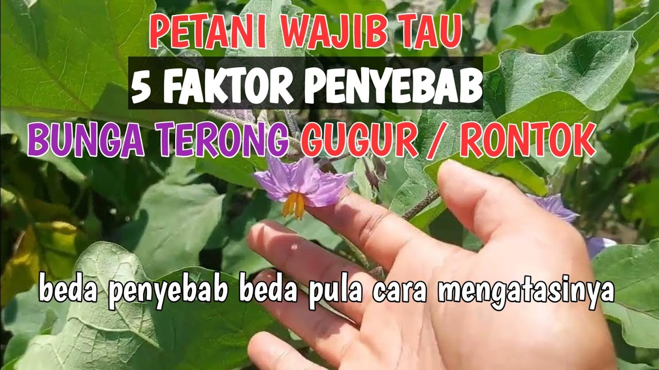 cara mengatasi kerontokan bunga pada tanaman terong / 5 faktor penyebab bunga terong gugur